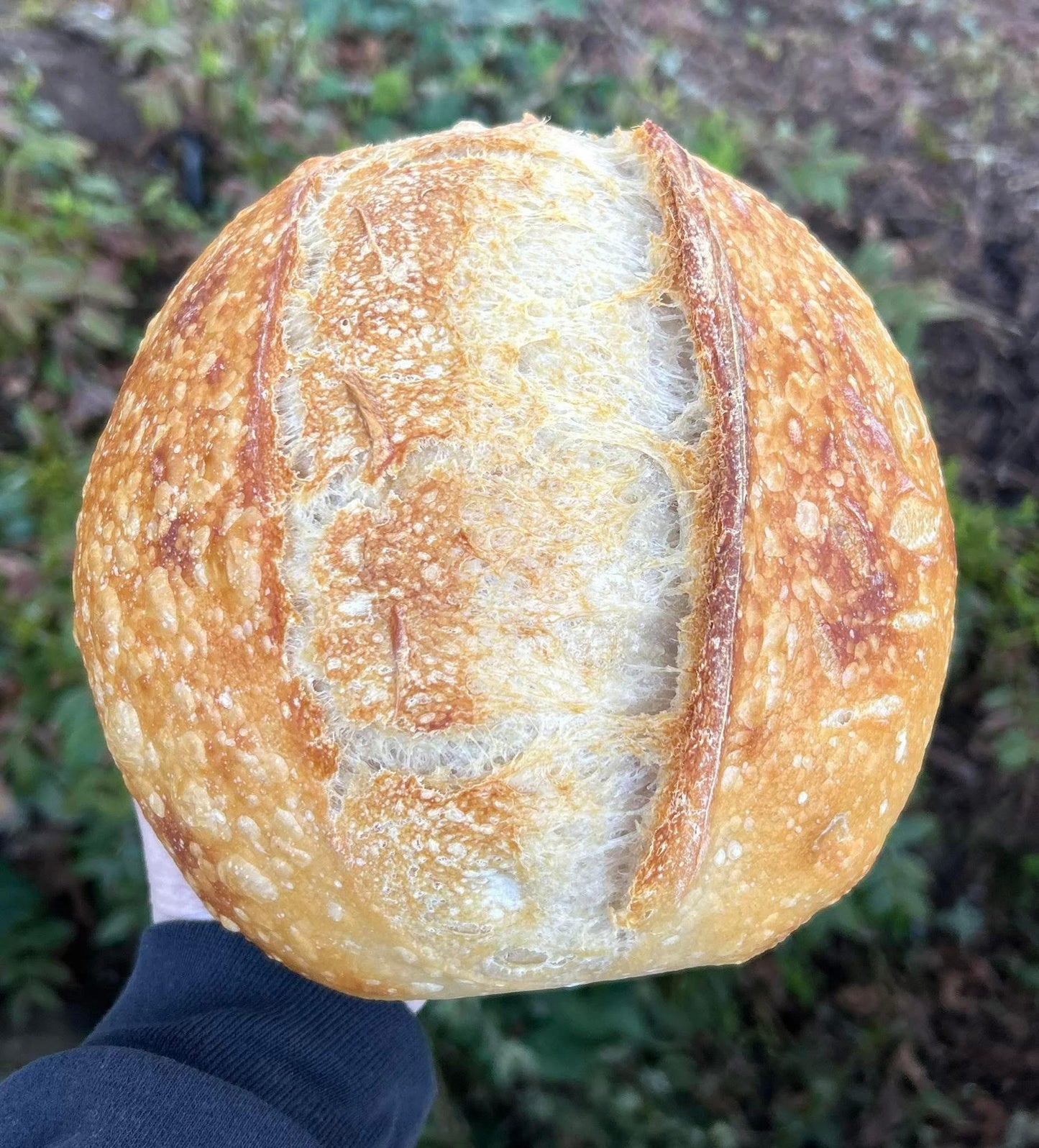 3/1 Beginner Sourdough Workshop